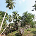 Coconut trees (1)