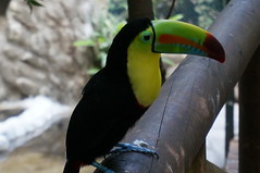 Toucan • <a style="font-size:0.8em;" href="http://www.flickr.com/photos/28558260@N04/27206233699/" target="_blank">View on Flickr</a>