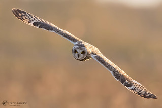 Short - eared owl