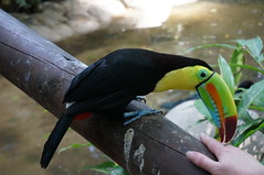 Toucan • <a style="font-size:0.8em;" href="http://www.flickr.com/photos/28558260@N04/27206237729/" target="_blank">View on Flickr</a>