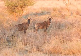Zimbabwe Hunting Safari 61
