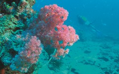 Constance Tsarabanjina diving corail pointes