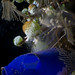 Colourful tunicates