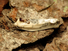 Schlaeger's Fruitworm Moth