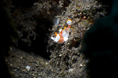 Juvenile warty frogfish - Antennarius maculatus