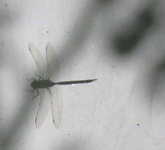 dragonfly-on-canvas_32442108_o