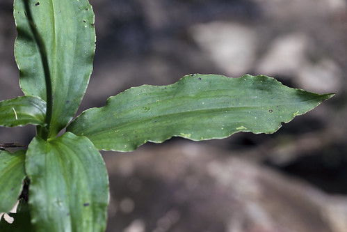 Peristylus tradescantifolius? leaf, Fiji.