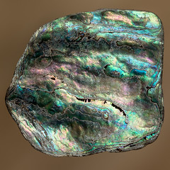 20180121_2579_7D2-100 Speckled colours on small piece of paua shell (021/365)