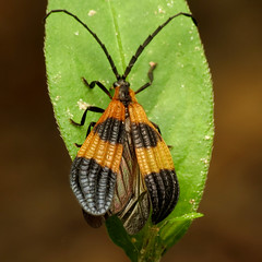 End Band Net-Wing Beetle