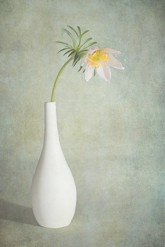 White Pasque in Vase