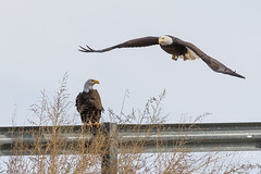 Female Bald Eagle launches into the air