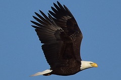 DSC_9962 Bald Eagle over the Connetquot River, LI, NY