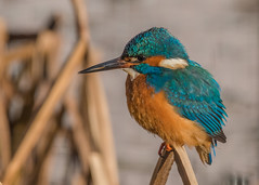 Kingfisher ( Alcedo atthis ) Male