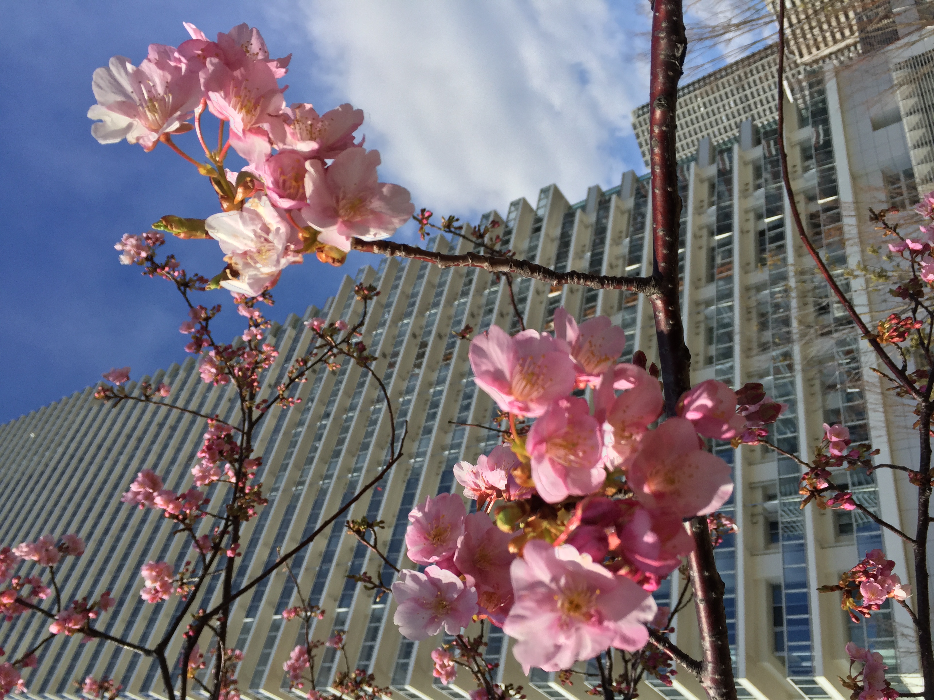 河津桜は綺麗に咲いています。