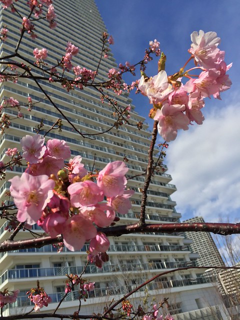 河津桜は綺麗に咲いています。