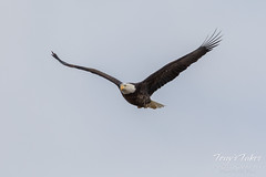 Female Bald Eagle soars with ease