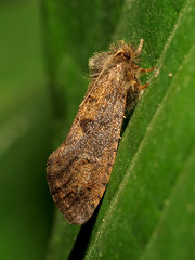 Grass Tubeworm Moth