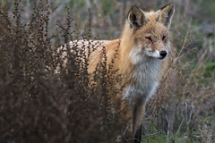 17/365  Red Fox