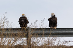 Bald Eagle pair poses for pictures