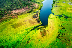 The Wetlands