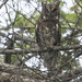 Mollucans Scop Owl / Celepuk Maluku