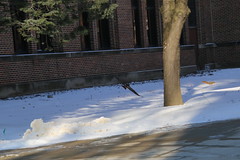 220/365/3507 (January 17, 2018) - Squirrels in Ann Arbor on a Snowy Winter