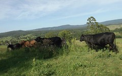 2914 Sextonville Rd, Woolners Arm NSW