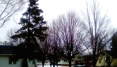 Trees in Winter - TMT 365/132