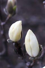 063/365 Magnolia Buds