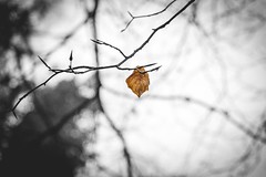69/365 - Lonely Leaf