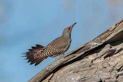 Northern Flickers posturing before the fight