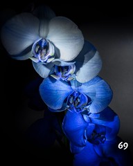 Dag 69  #365photochallenge #day69 #2018 #photoaday #photoeveryday #365project #project365 #dailypic #dailyphoto #orchid #lightpainting #lightroom #photoshop #snappend #blue