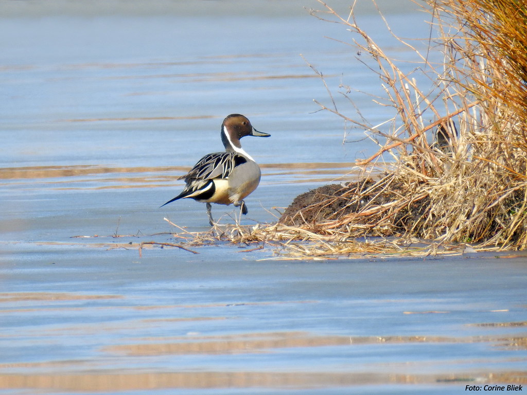 Northern Pintail