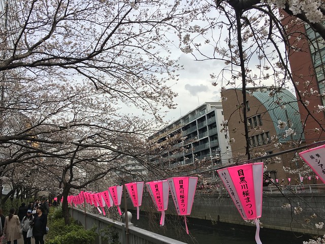 ↑ 目黒川沿いの桜