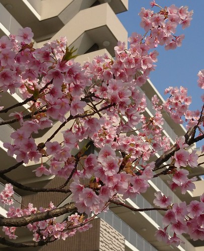 マンションの河津桜が綺麗に満開でした。