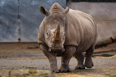 Rhino (78/365)