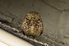 78/365  Burrowing Owl