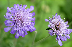 Anglų lietuvių žodynas. Žodis pincushion flower reiškia pincushion gėlių lietuviškai.