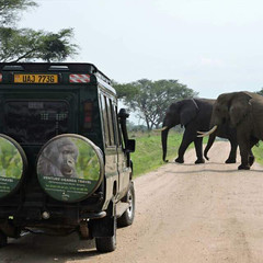VU vehicle & elephant
