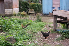 Anglų lietuvių žodynas. Žodis chicken yard reiškia vištienos kieme lietuviškai.