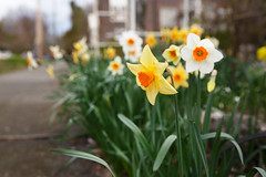 72/365 daffodil season
