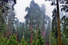A Parking Lot View of Sequoias and Evergreen Trees (Kings Canyon National Park)