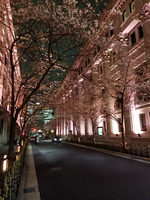 桜がライトアップされてました。