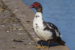 70/365  Muscovy duck (Cairina moschata)