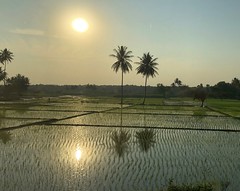 India-Wonderful sunset over the Karnataka rice fields2