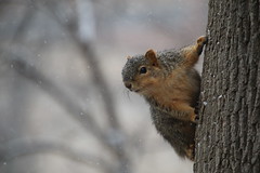 274/365/3561 (March 12, 2018) - Squirrels On a Winter