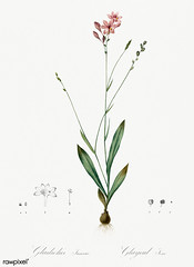 Gladiolus junceus illustration from Les liliacées (1805) by Pierre Joseph Redouté (1759-1840). Digitally enhanced by rawpixel.