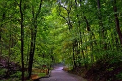 I Met Another on the Road, And We Both Enjoyed the Forest (Mammoth Cave National Park)