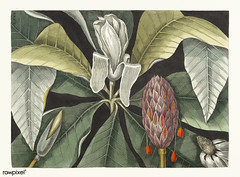 Umbrella Tree (Magnolia) from The natural history of Carolina, Florida, and the Bahama Islands (1754) by Mark Catesby (1683-1749).