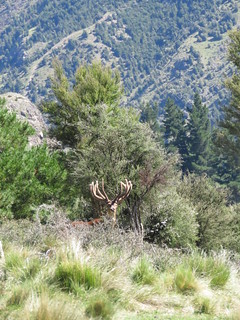 New Zealand Trophy Red Stag Hunting - Kaikoura 29